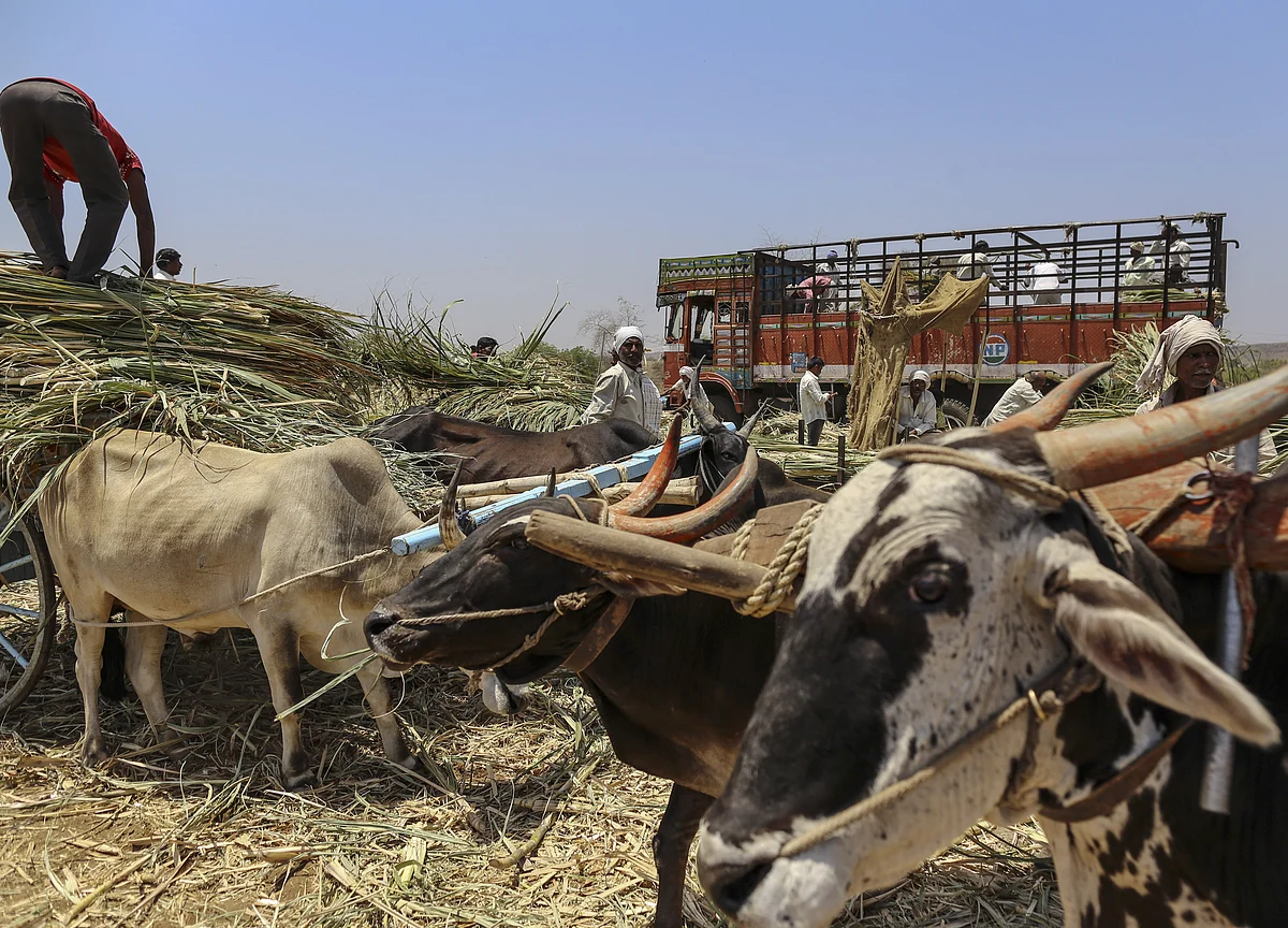 Hungry Cows Reduced Sugar Output in a Top Producing Region in India