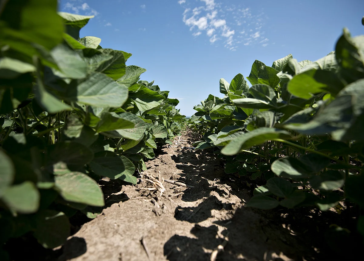 Cheap Brazil Beans Threaten to Derail China’s Return to U.S. Soy