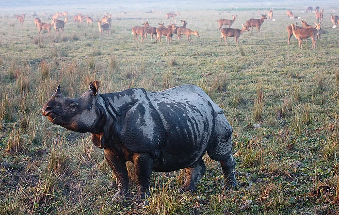 A one-horned rhinoceros at the Kaziranga National Park, Assam. (Photograph Courtesy: Chris Miller/Kaziranga National Park)