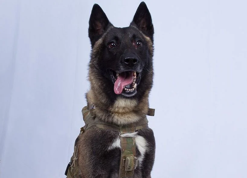 Conan the Dog, Injured in Baghdadi Raid, Gets White House Visit