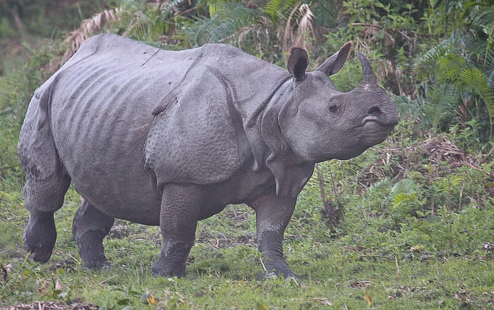 A one-horned rhinoceros at the Kaziranga National Park, Assam. (Photograph Courtesy: Chris Miller/Kaziranga National Park)