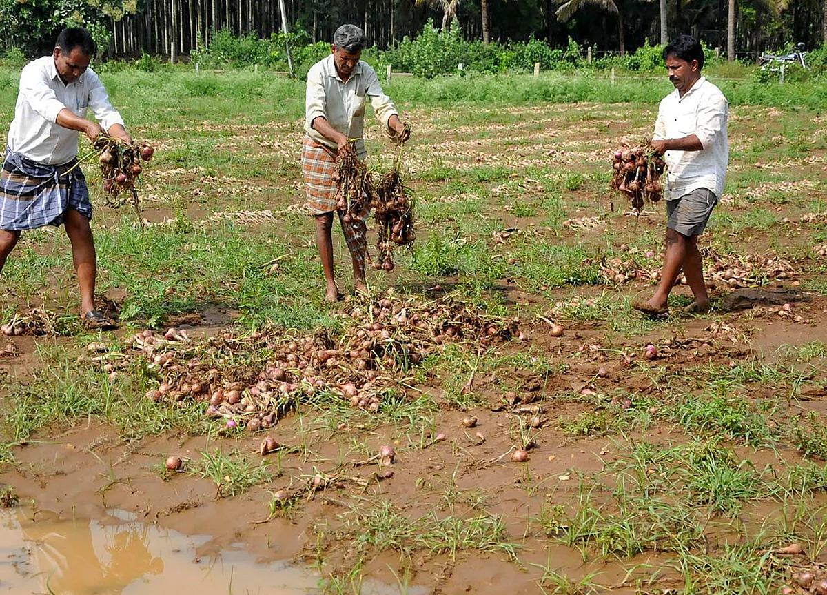 Will Onions Decide the Fate of the Next Government in Maharashtra?