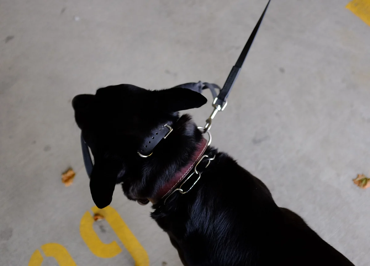 Amazon Needs a Leash