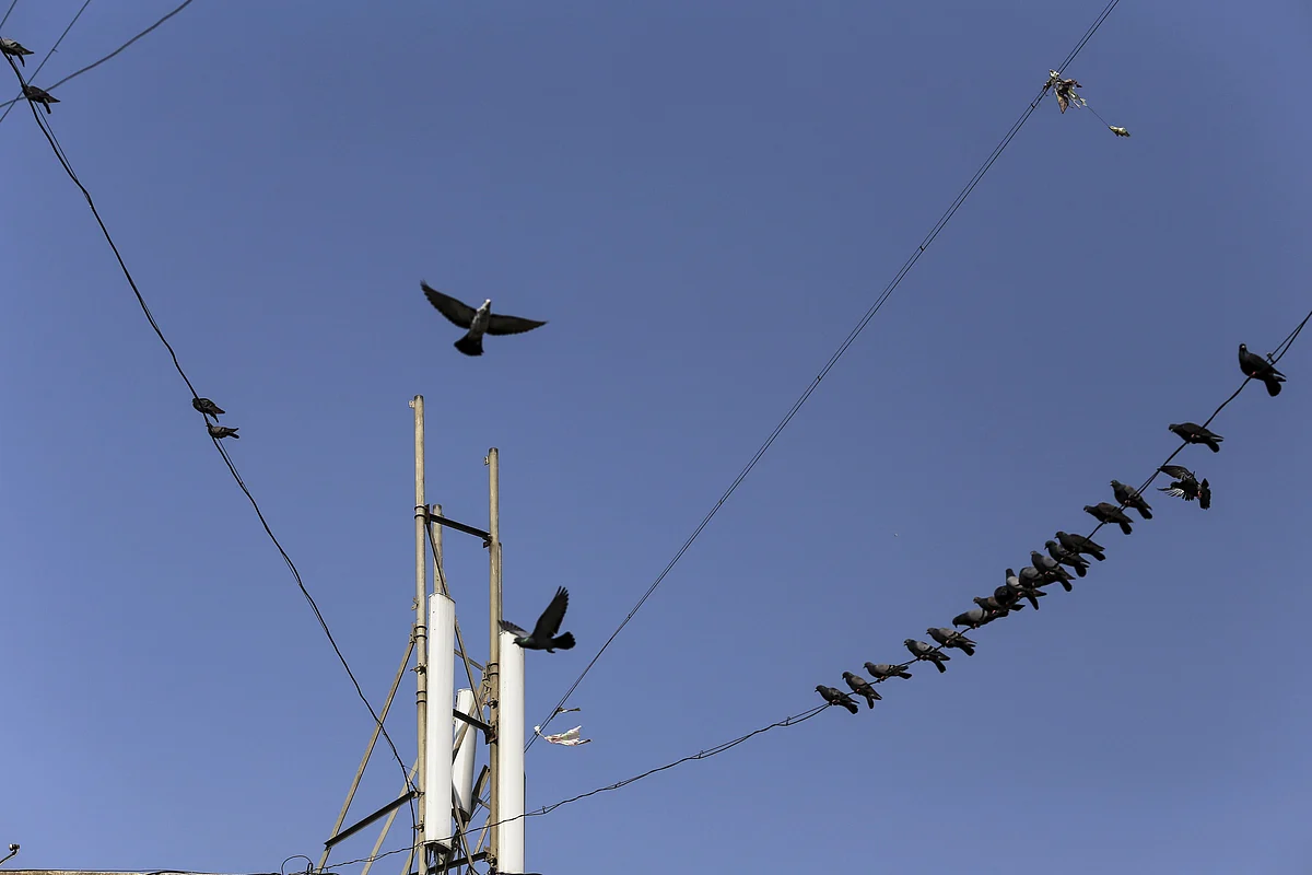 Birds sit on cables connected to a mobile phone telecommunications tower in Mumbai. (Photographer: Dhiraj Singh/Bloomberg)