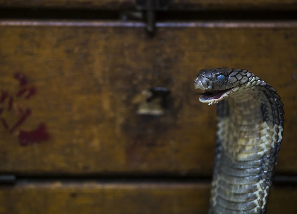 Three Women Held For Performing Garba Holding Snakes
