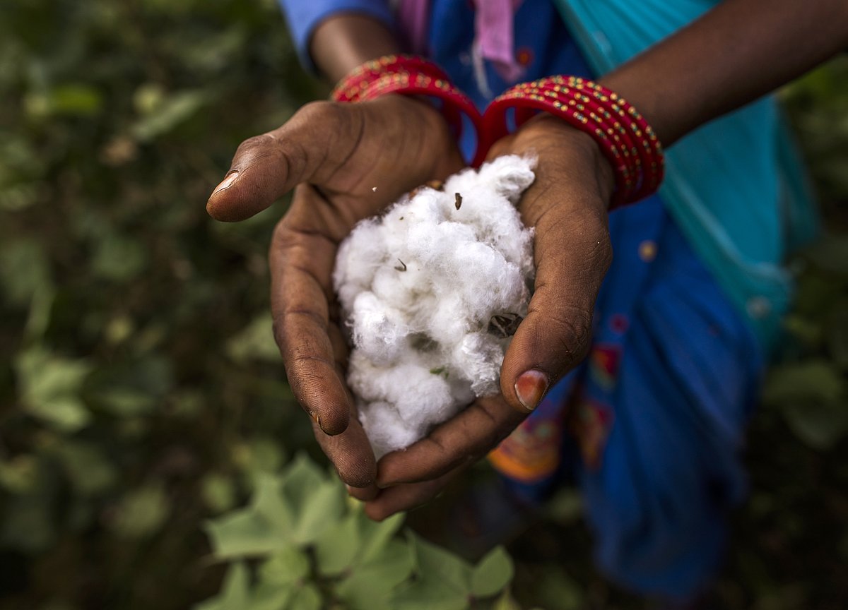 Government Hikes Bt Cotton Price By 5 To Rs 767 Per Packet For 202122
