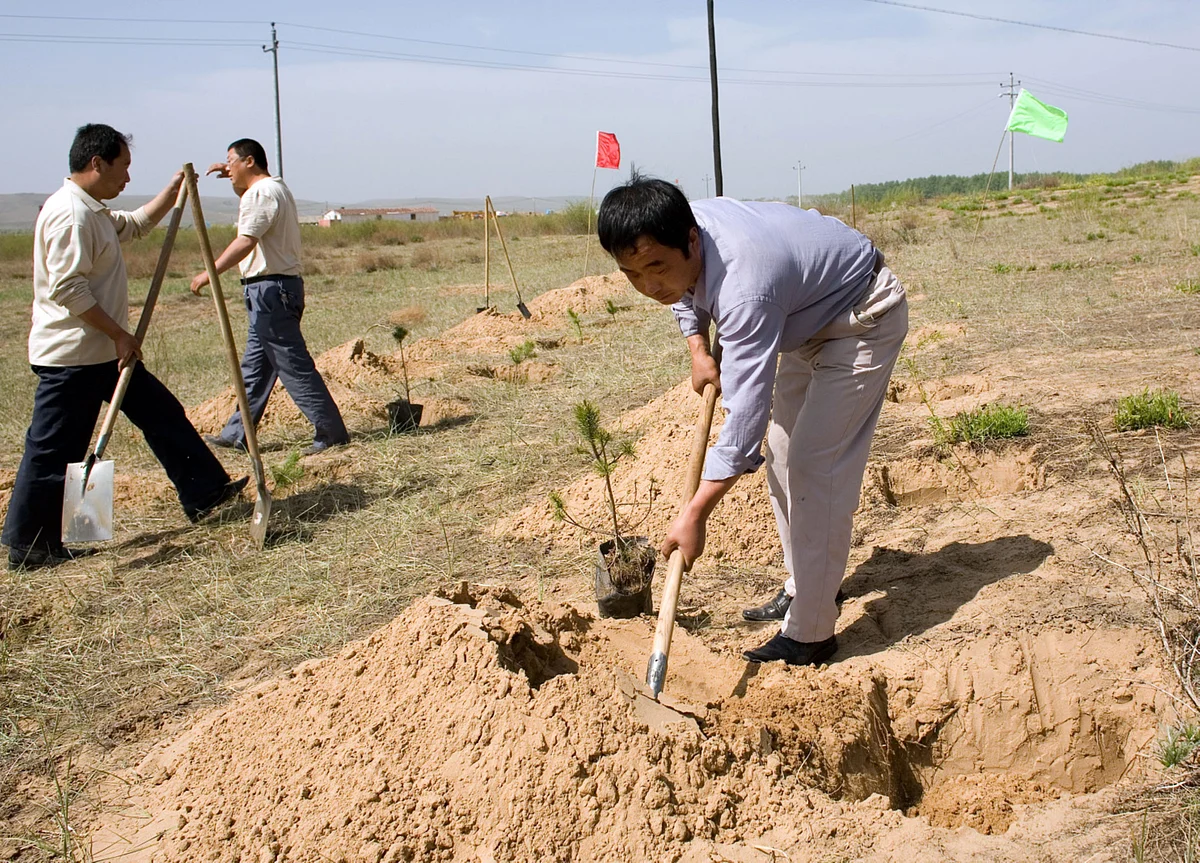 This Search Engine Is Planting Trees Every Time You Browse