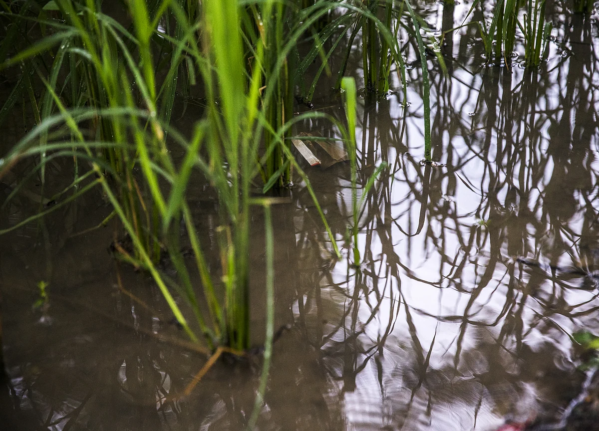 From Deficient To Excess: Unseasonal Rains Damage Farm Sector Prospects