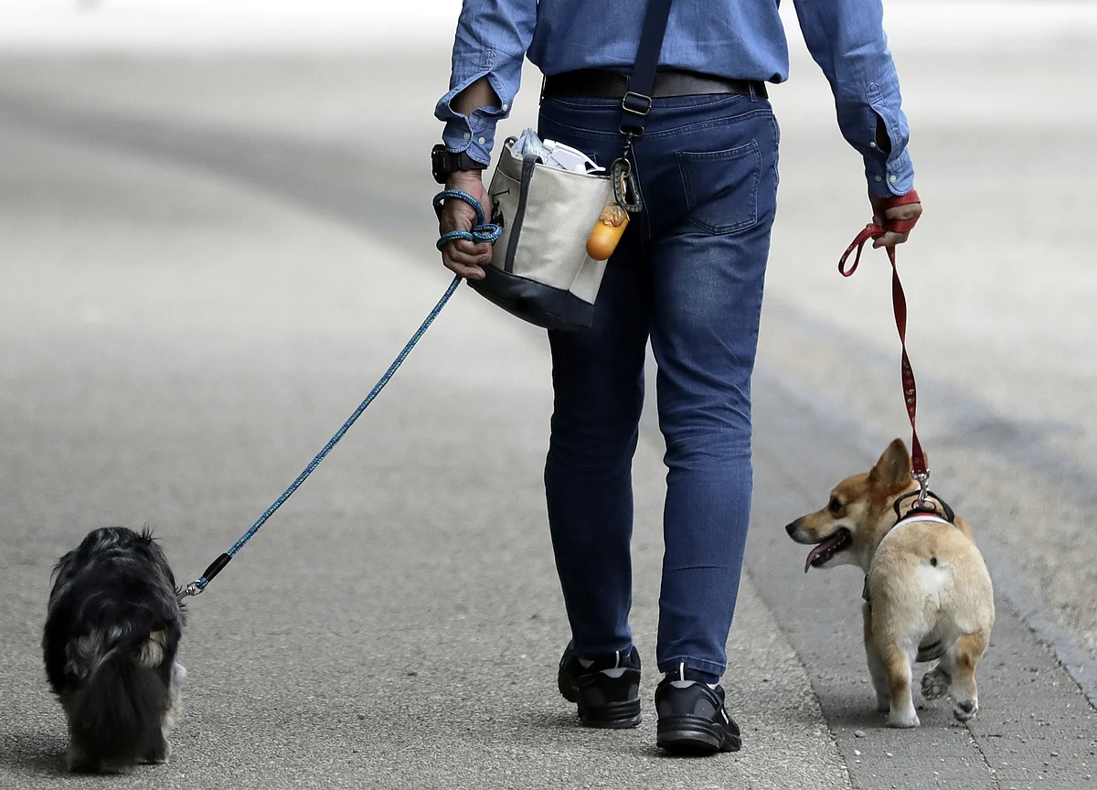 SoftBank Sells Its Stake in Wag Back to the Dog-Walking Startup