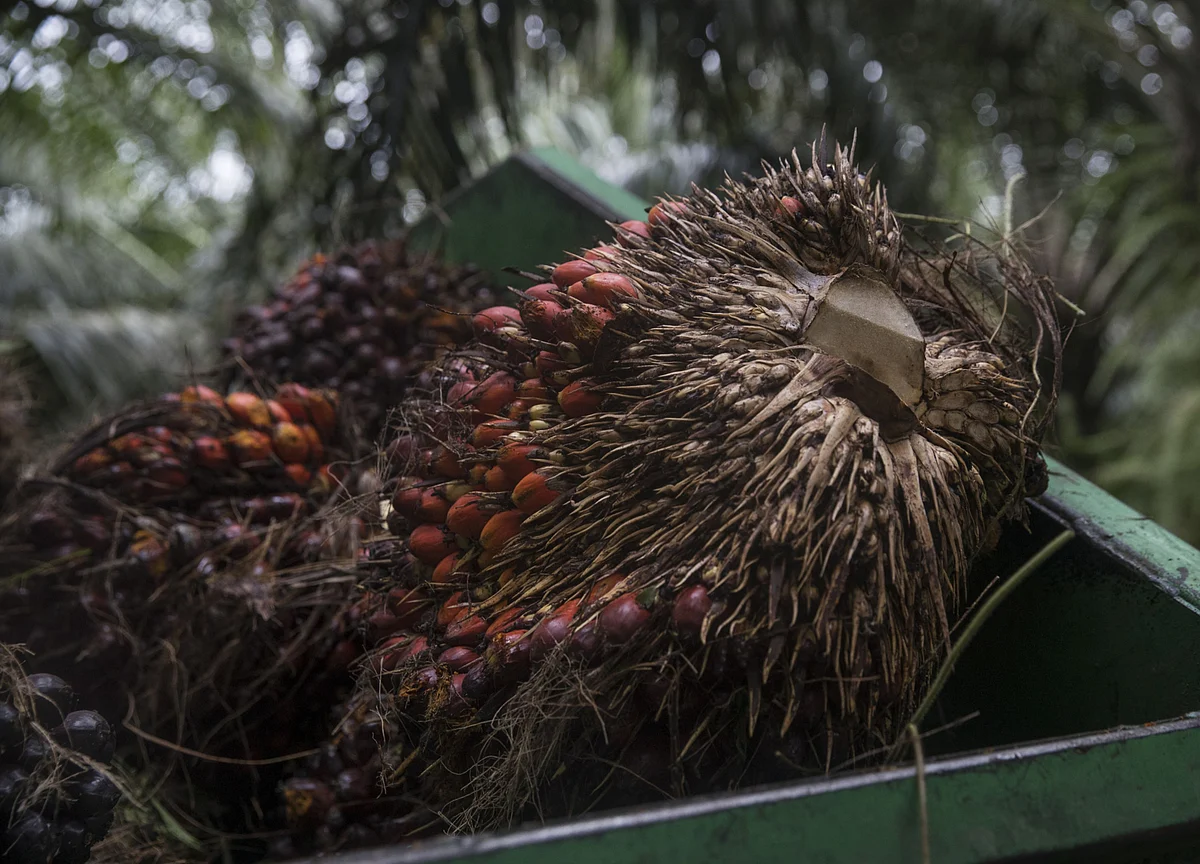 $1.4 Billion of Palm Oil Is in the Crossfire as Mahathir Angers India