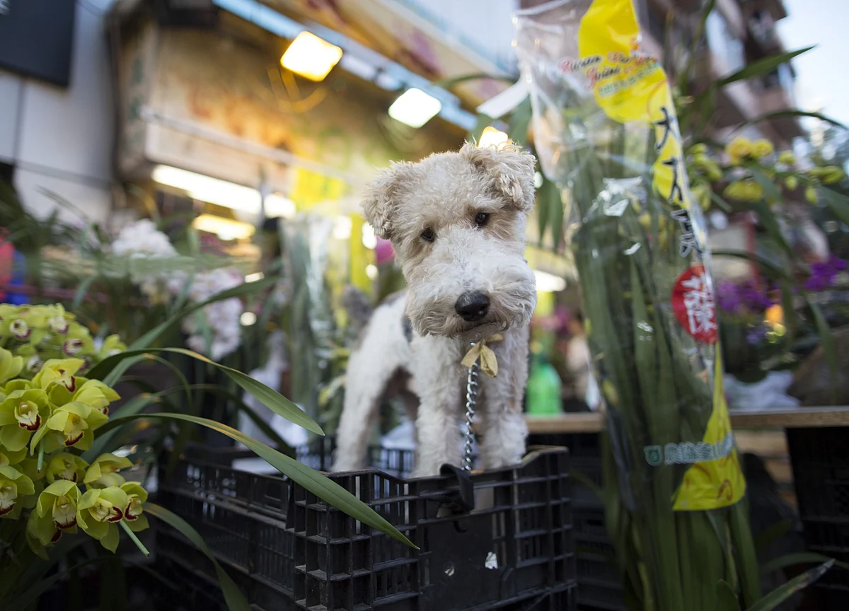 China Spends $29 Billion on Pampering Pets as Birthrate Slows