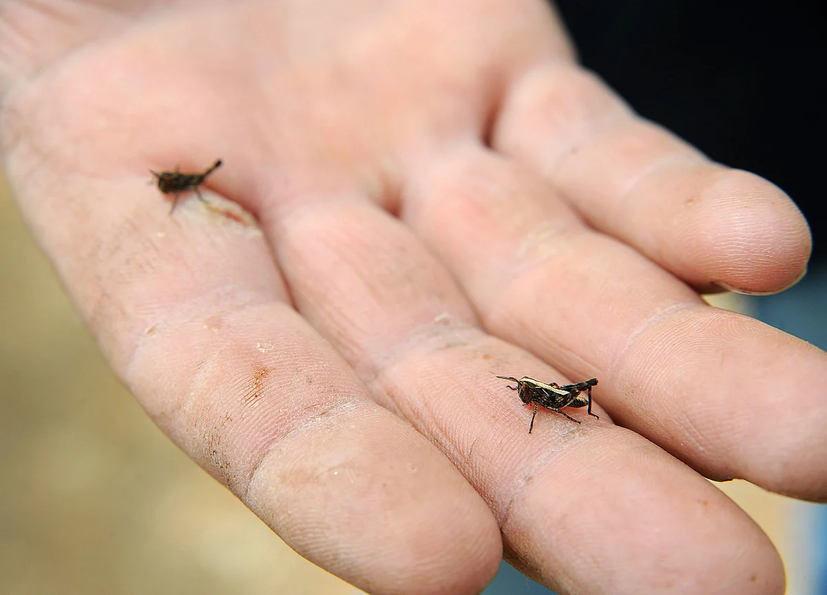 These Bugs Are Eating Into Pakistan’s Already Fragile Economy