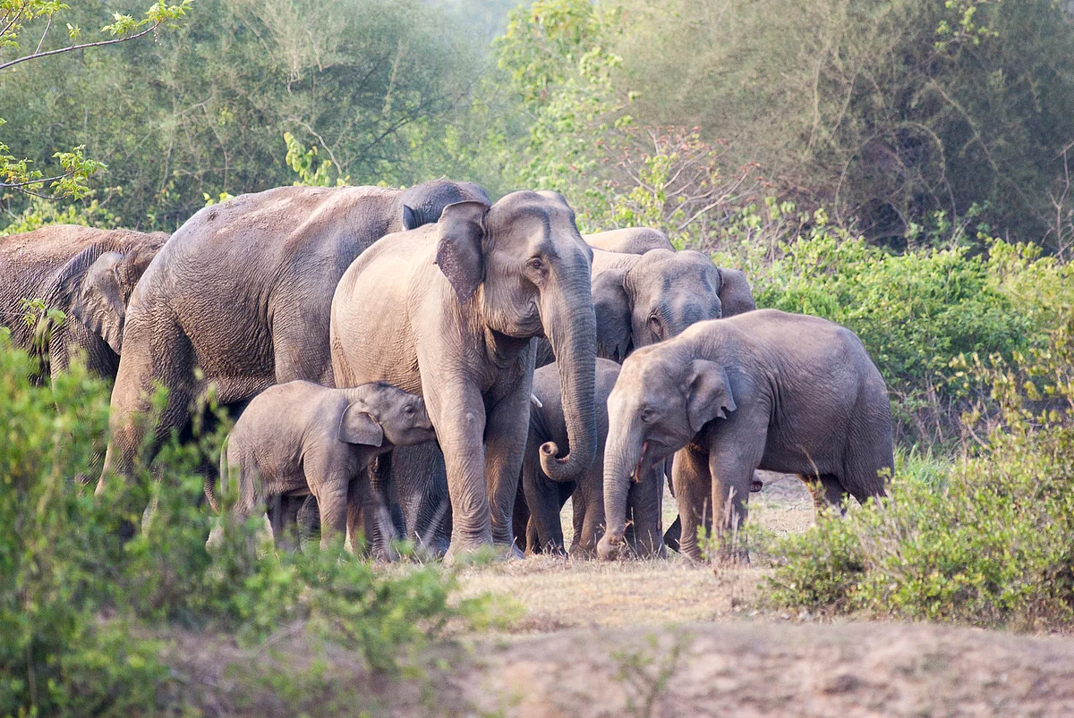 A typical elephant herd. The mother and aunts take care of the young ones and they travel together through the fragmented landscape. (Photo courtesy: Aditya Panda)