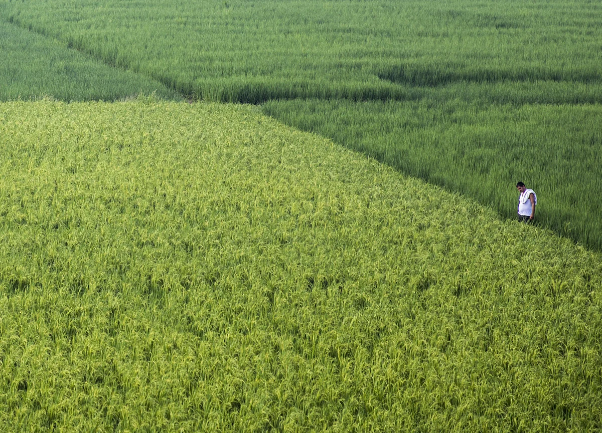 Farm Profit To Rise As Lower Kharif Output, MSP Hikes Push Up Prices, Says Crisil