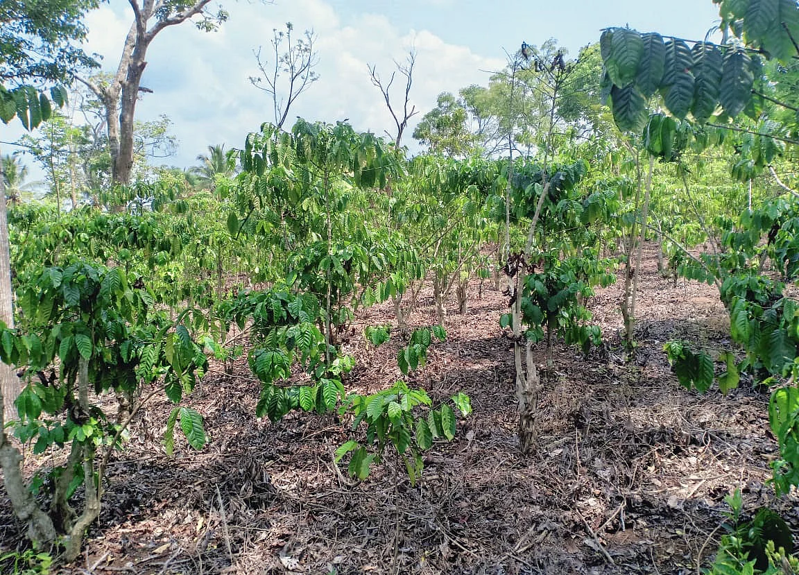 Jolt of Espresso May Cost More as Drought Wilts Indonesia’s Coffee