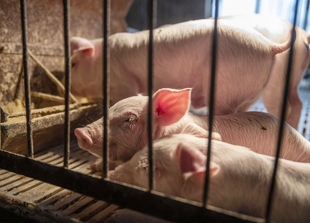 This Pig Farmer Is The World’s Fastest-Rising Billionaire