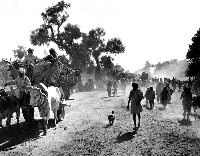 A convoy of evacuees in Balloki, Kasur district, undivided Punjab. (Photograph: Photo Division/Government of India)