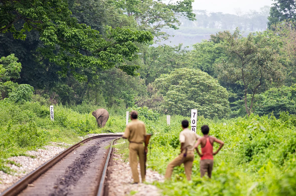 An elephant near a railway track in West Bengal. (Photo courtesy Aditya Panda)