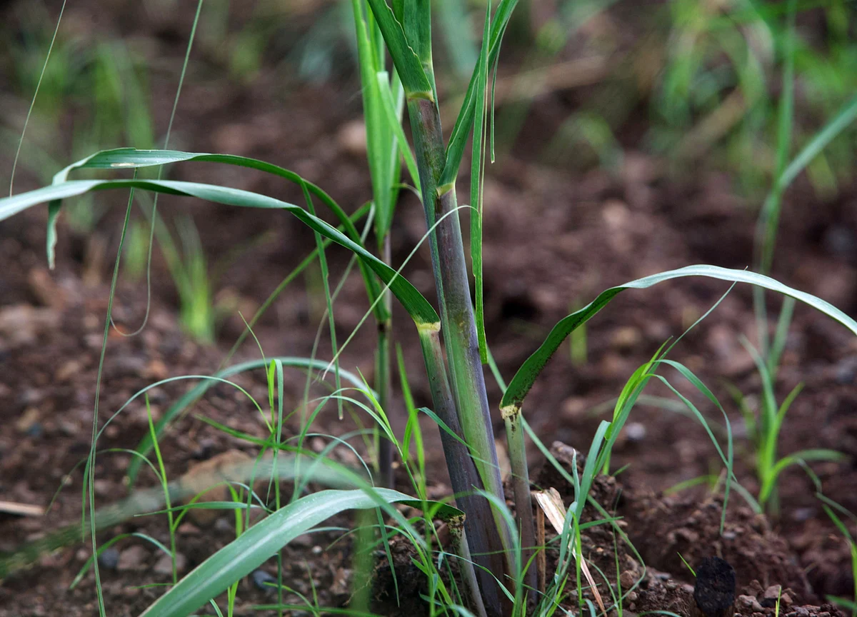 Kharif Crops Production Likely To Decline Up To 53.3% Due To Erratic Weather