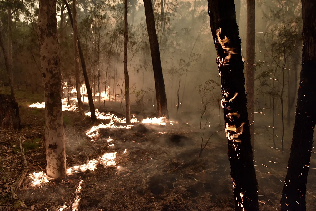 Fire burns in bush land in Batemans Bay, New South Wales, Australia. (Photographer: Mark Graham/Bloomberg) 