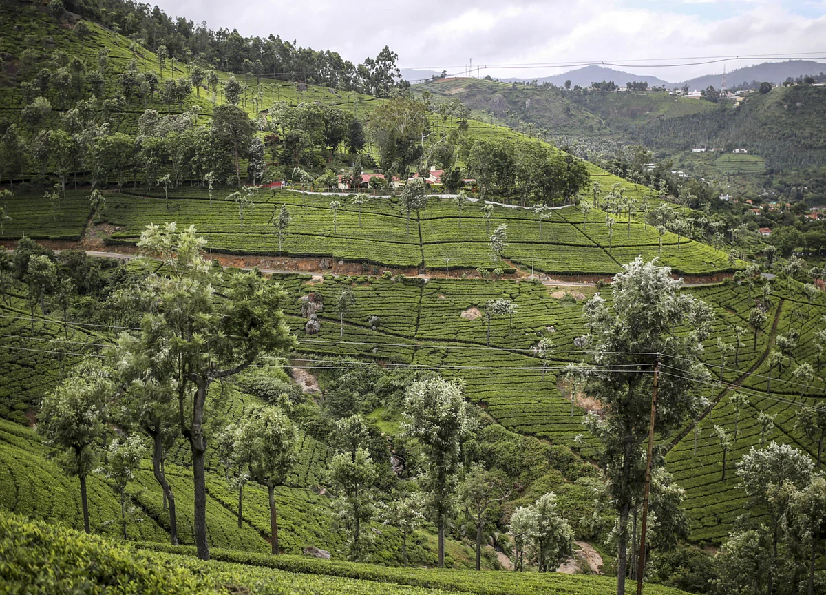 Tea Exports Fall In First 11 Months Of 2019