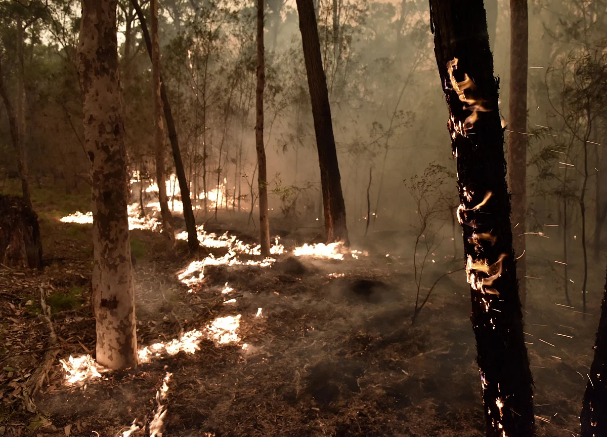 Australia’s Wildfire Crisis: Key Numbers Behind the Disaster