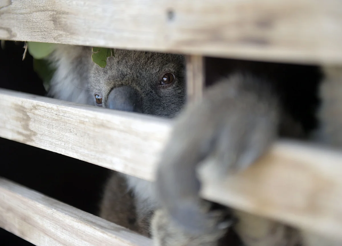 Koalas Could Be Classified ‘Endangered’ After Fires Decimate Population
