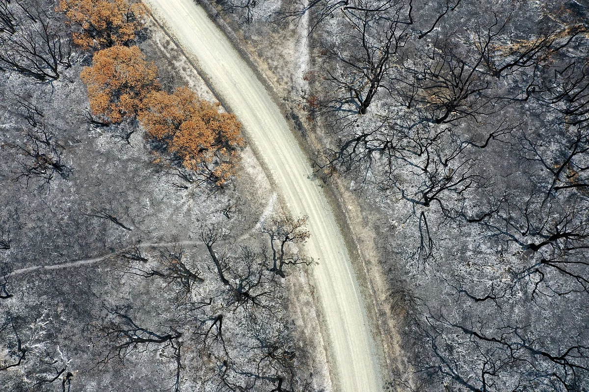 A track runs through trees scorched in wildfires in this aerial photograph taken near Buchan, East Gippsland, Australia, on Thursday, Jan. 9, 2020. (Photographer: Carla Gottgens/Bloomberg)