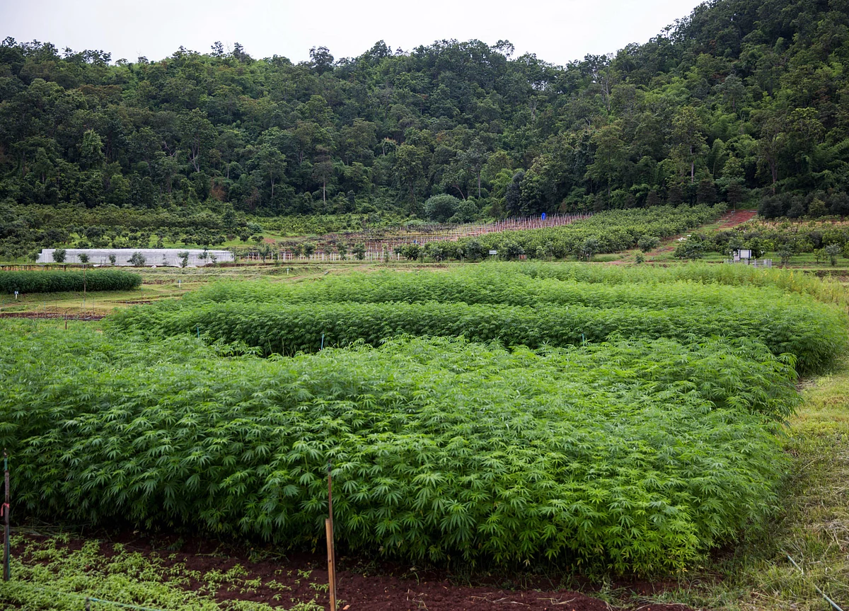 Pot Frenzy Sweeps Thailand as Government Touts Medical Marijuana