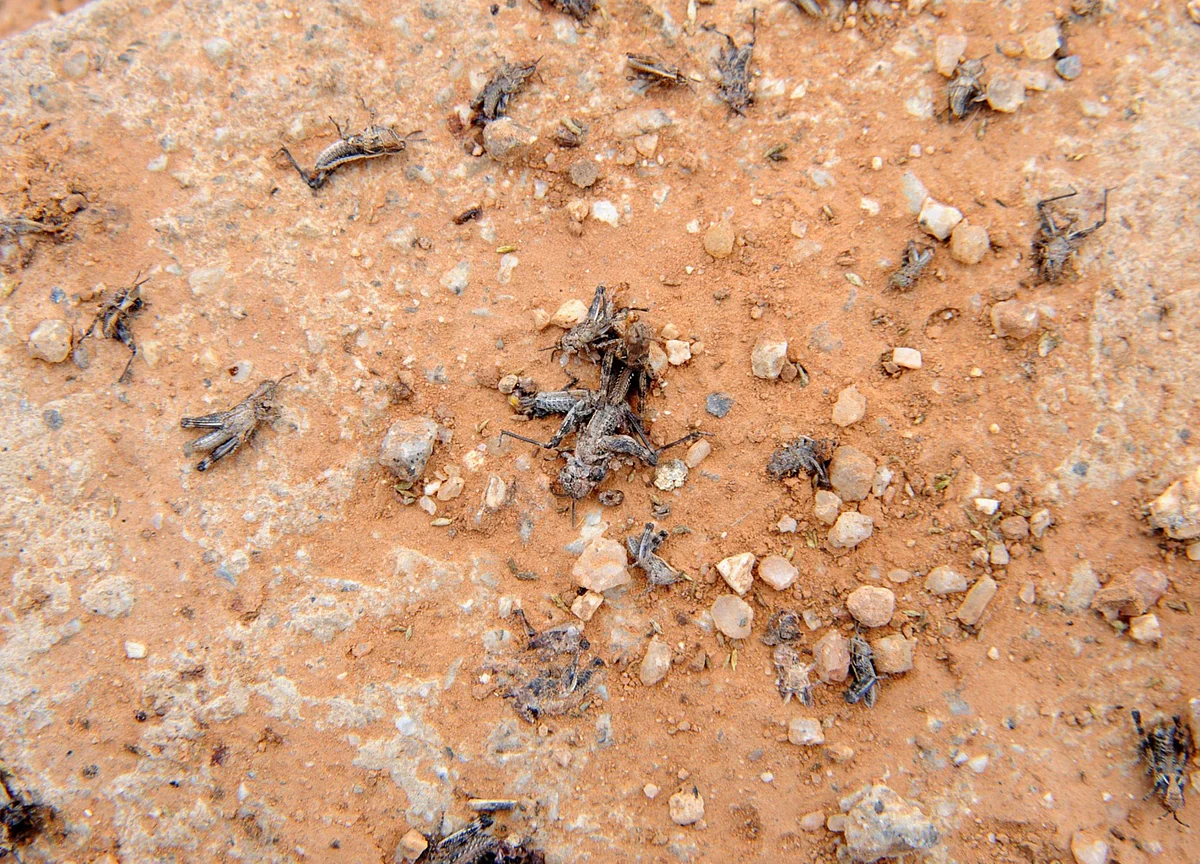 Swarms of Locusts Are Wreaking Havoc on Key Indian Crops