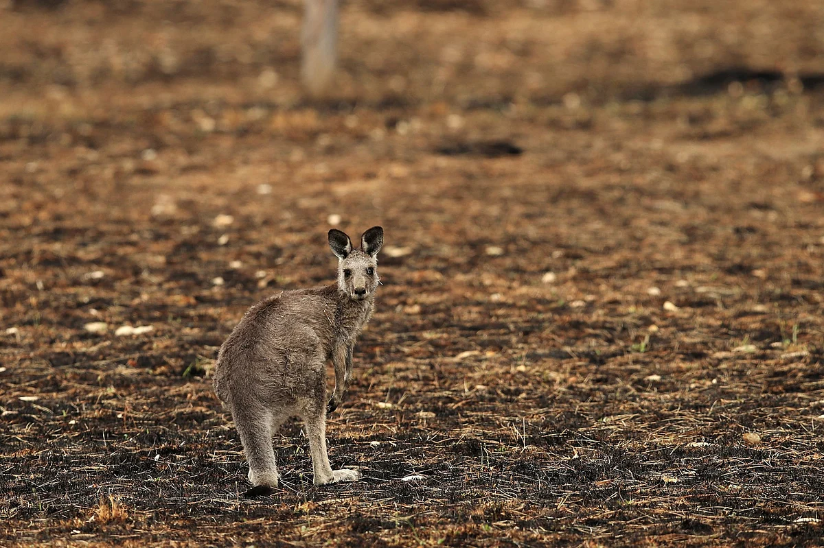 A kangaroo stands on burned land in Lithgow, New South Wales, Australia, on Tuesday, Jan. 7, 2020. (Photographer: Brendon Thorne/Bloomberg)