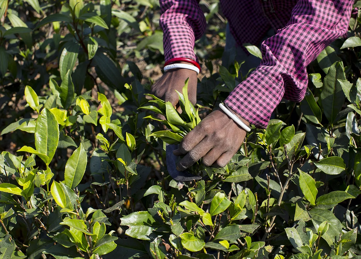 Elevated U.S.-Iran Tensions May Impact India’s Tea Exports To Tehran