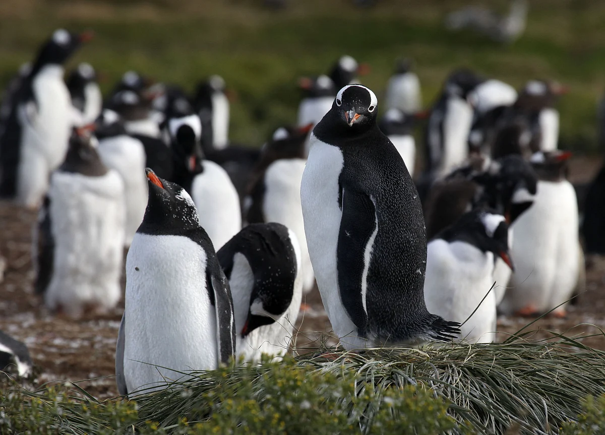 Penguin Colonies Are Shrinking in Antarctica Due to Climate Change