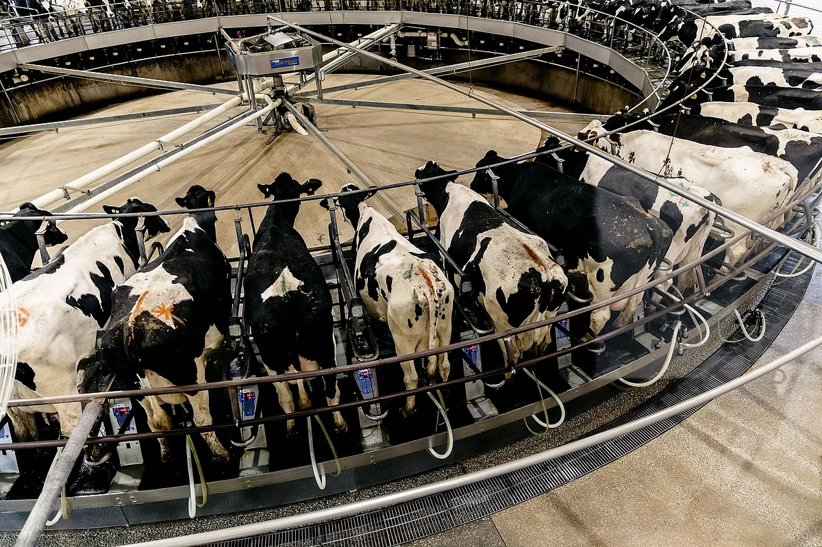 The Dairy Farm of Your Imagination Is Disappearing