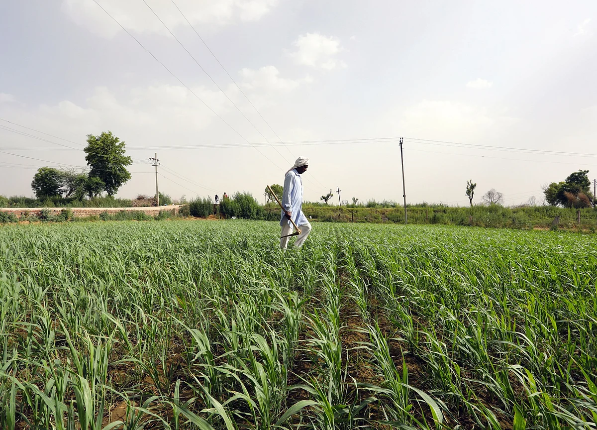Agriculture Sector Update - Larger Companies To Continue To Gain Market Share: ICICI Securities