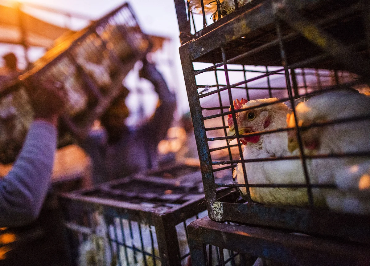 Bird Flu Spreads To 10 States; Centre Allays Fears Of Transmission To Humans