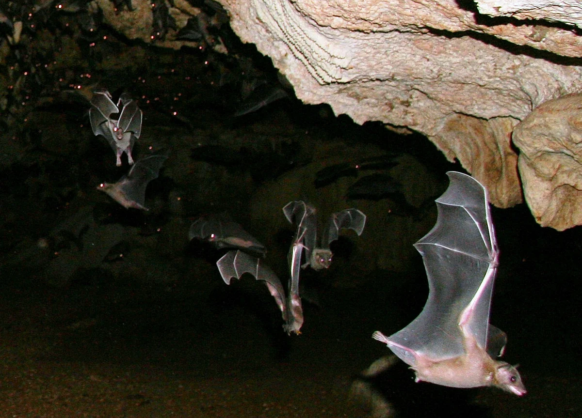 Coronavirus Outbreak Likely Began With Bats, an Omen for Next Epidemic