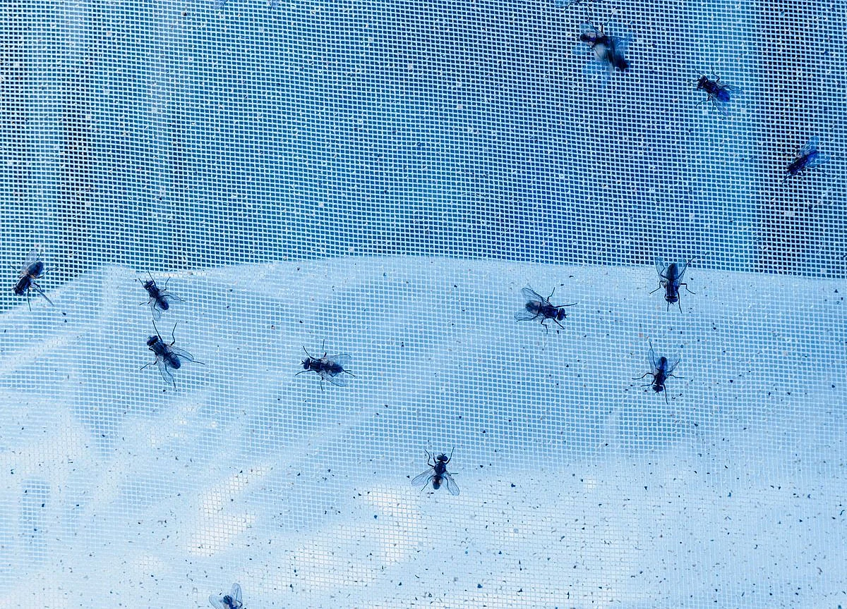 P&G Is Developing Its Next Big Thing in a Room Buzzing With Flies