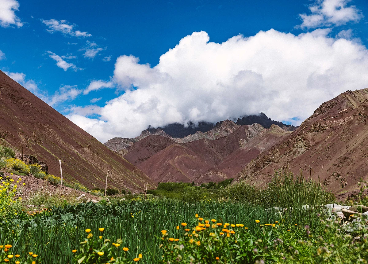Foraging For Flavours In Ladakh