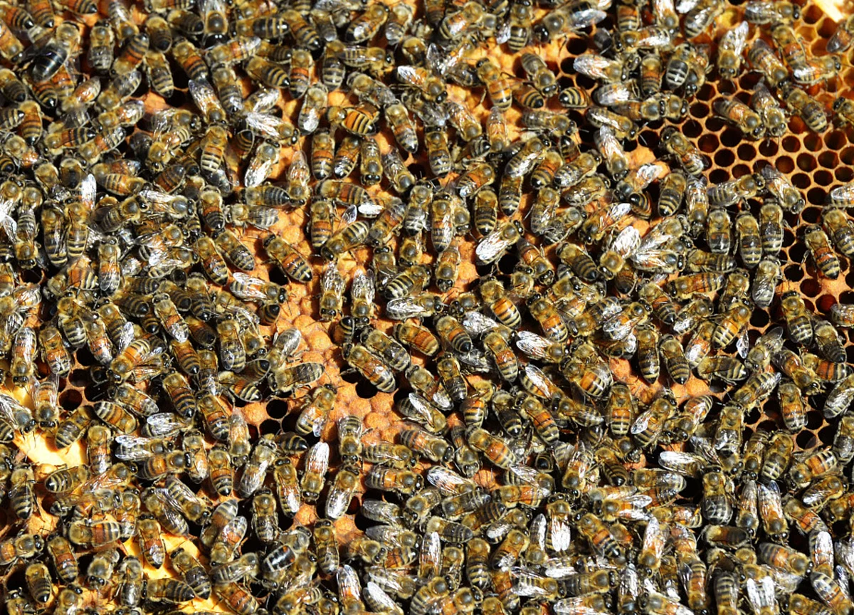 Millions of Bee Deaths Threaten Australia's Almond Harvest