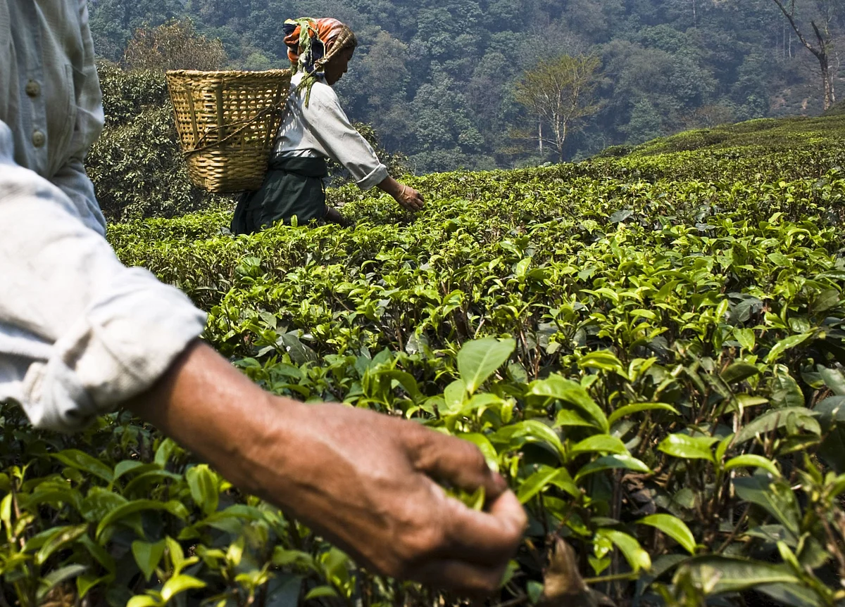 Sanctions Push Iran Past Russia as Biggest Buyer of Indian Tea