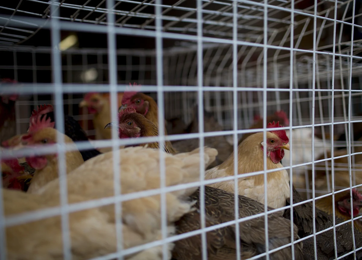 China Culls 18,000 Chickens After H5N1 Bird Flu Cases in Hunan