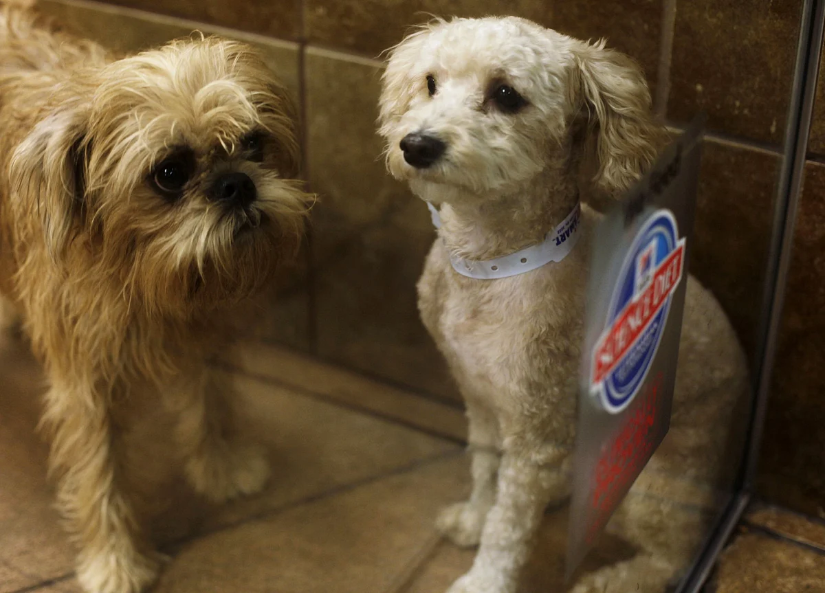 Newest Shortage in New York: The City Is Running Out of Dogs to Foster