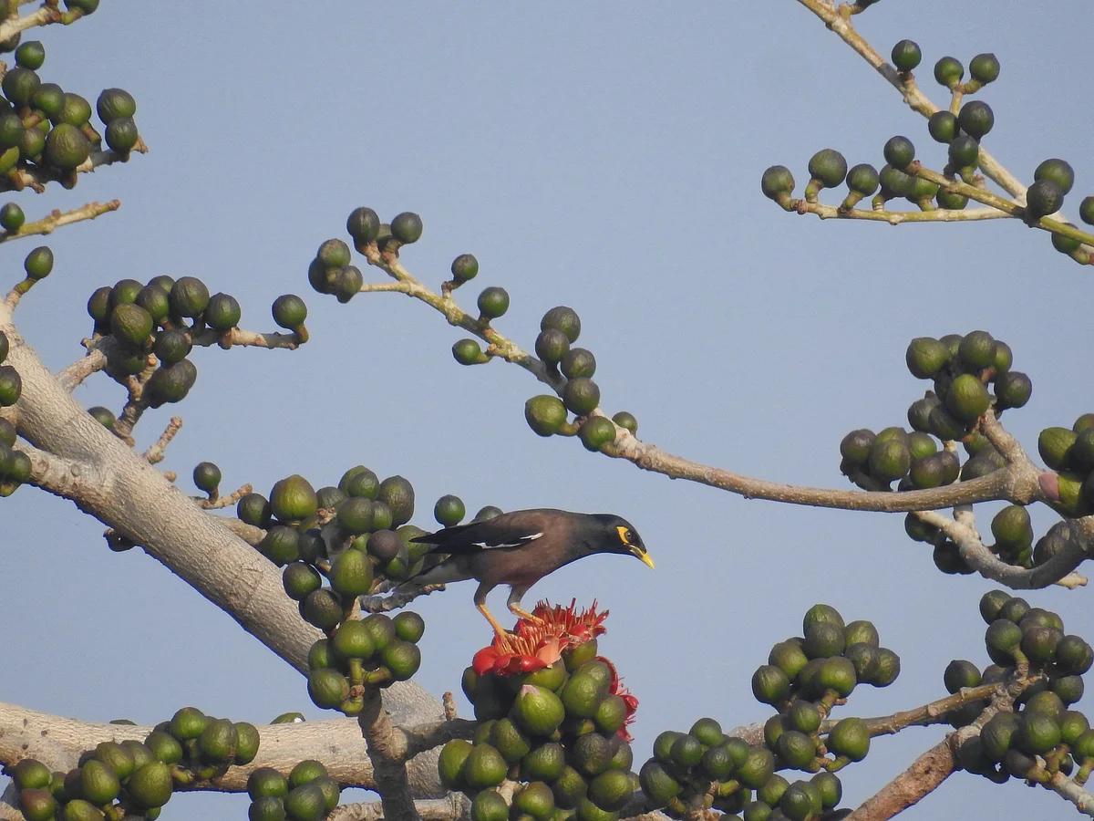 A common Myna on a Semal tree. (Photograph: Neha Sinha) 
