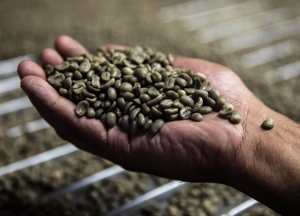 CCL Products Q4 Review - Weak Base Drives Strong Top Line Growth: IDBI Capital