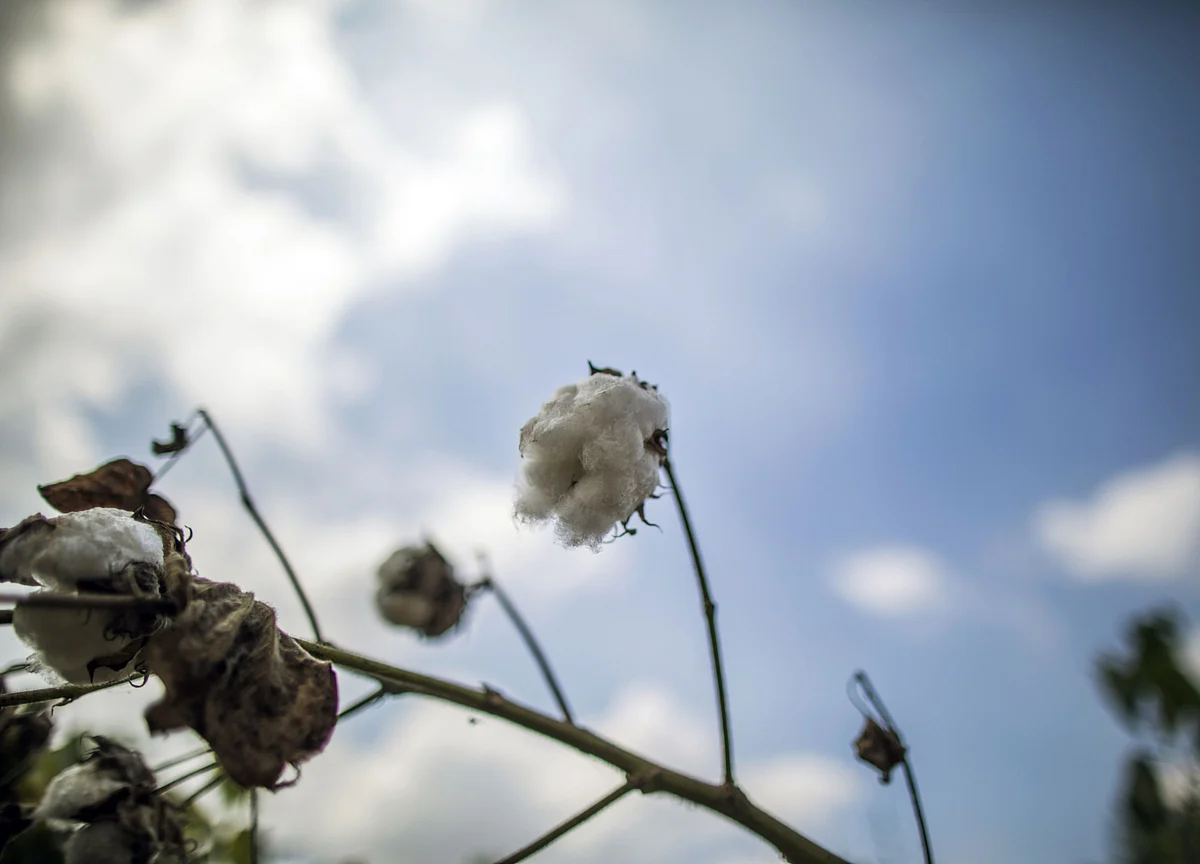 India Cotton Trader Boosts Buying to Help Suffering Farmers