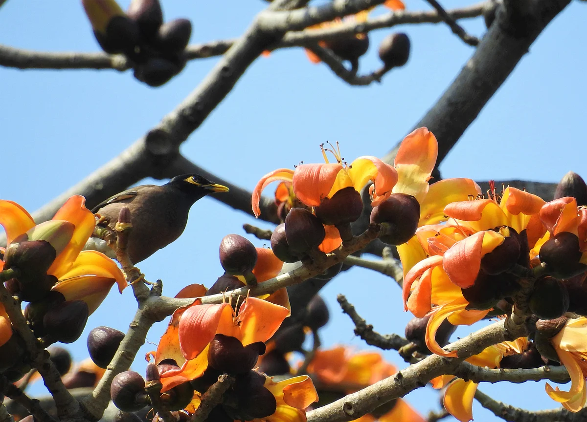 Coronavirus: Find Yourself In Social Isolation? Turn To Trees.