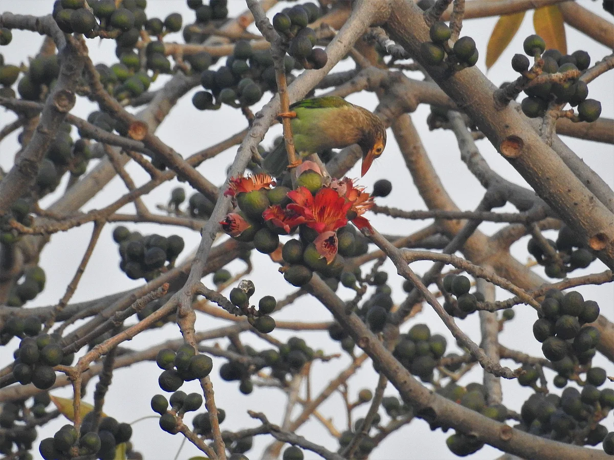 A brown-headed Barbet feeds on a Semal flower. (Photograph: Neha Sinha) 
