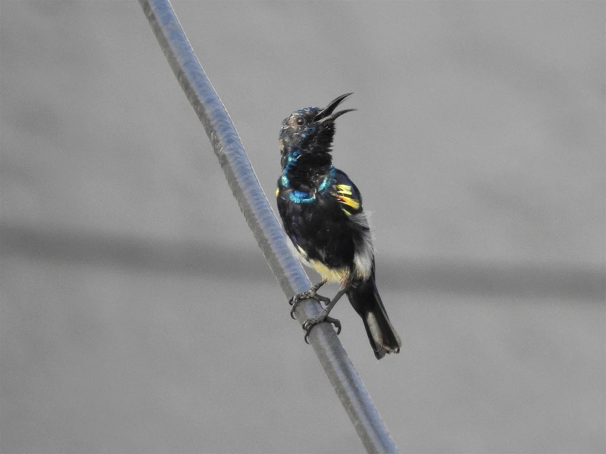A purple Sunbird in breeding plumage. The feathers change at spring time for the courting period. (Photograph: Neha Sinha) 