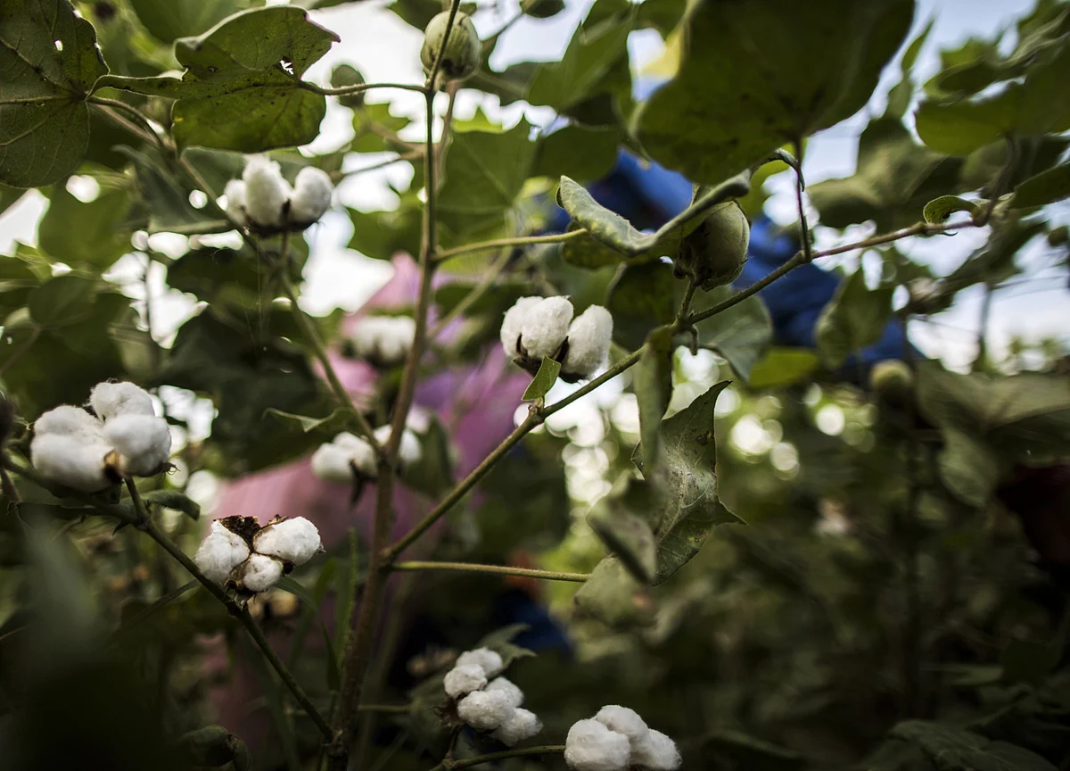 Kaveri Seed’s Shares Rally 26% In Two Days After Q4 Results
